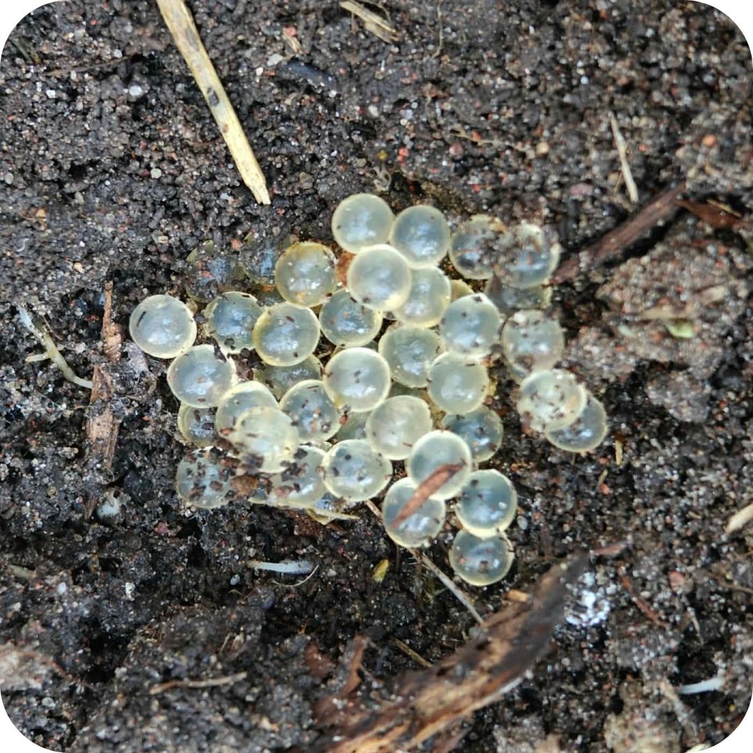 Nälkjamunade hävitamine